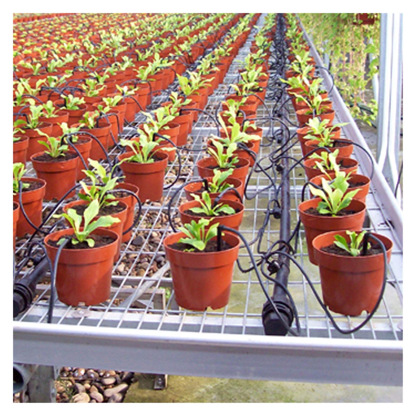Kit tubo flessibile dell'irrinkler pianta Attrezzature per il distributore per serra Prodotti per l'irrigazione del giardino 20 set di arrow curvo Giardino Irrigazione Attrezzatura per irrigazione ant