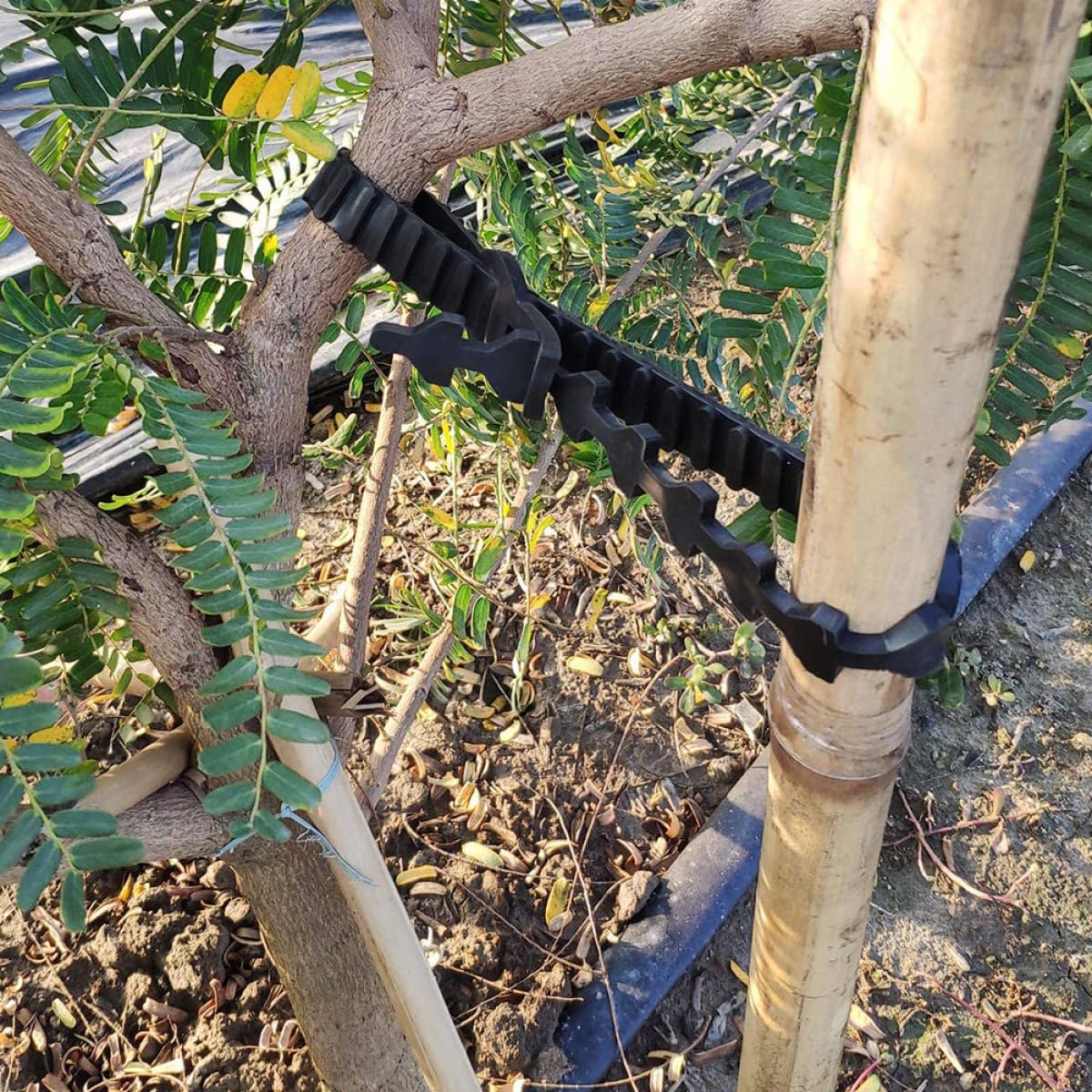 Luxshiny 10 Stück Verstellbare Baumbefestigungsbänder aus Flexiblem Gummi Praktische Astbinder für Pflanzen und Bonsai zur Unterstützung von Obstbaumzweigen im Garten