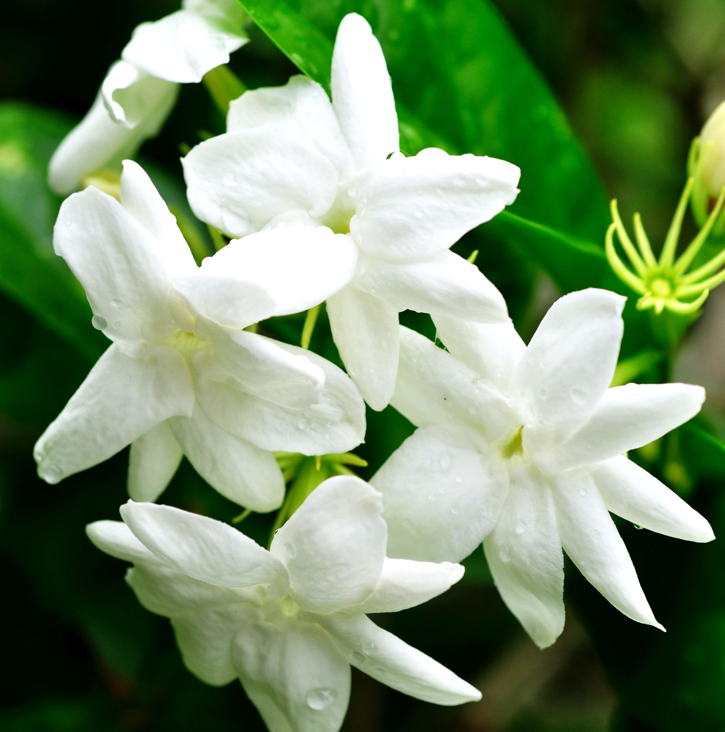 Amazon.com : 5g pcs Climbing Jasmine Flower Seeds Fragrant Plant