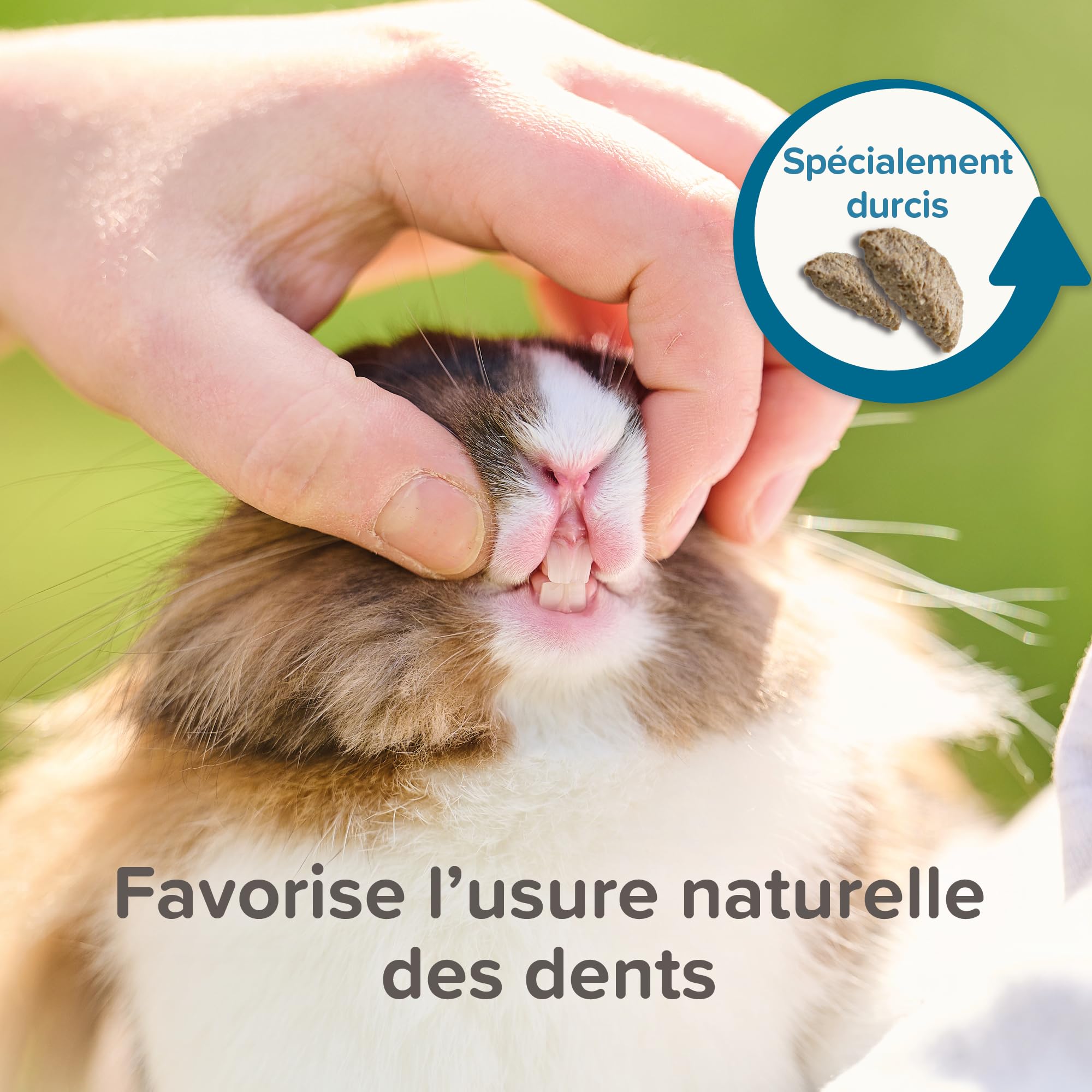 BEAPHAR – CARE+ – Alimentation Super Premium extrudée pour chinchilla – 20% de fibres – Faible valeur énergétique & matières grasses –Sans colorant –Haute digestibilité–Usure naturelle de dents– 1.5kg