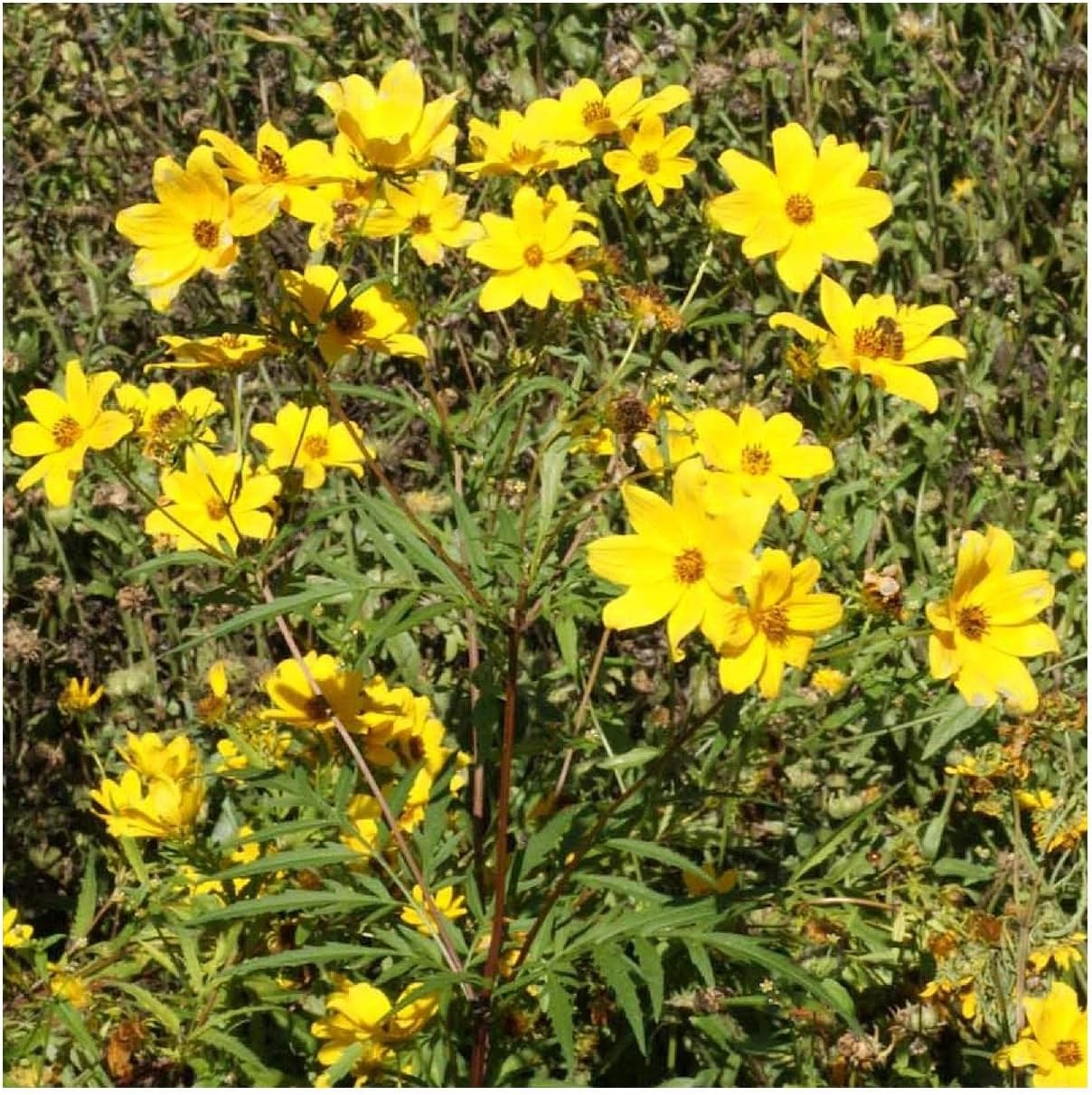 Everwilde Farms - 1 Lb Swamp Marigold Native Wildflower Seeds - Gold Vault