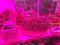 Review Image by Floriginian Floriginian