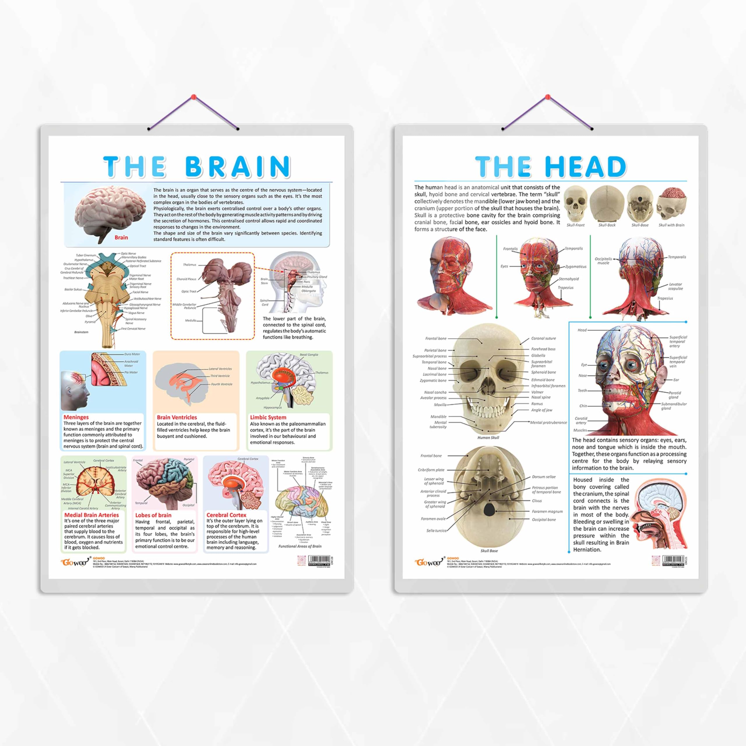See full amazon price history chart for GO WOO THE HEAD chart and THE BRAIN chart | combo of 2 Chart | Inside the Human Head: Anatomical and Neurological Insights GO WOO THE HEAD chart and THE BRAIN chart | combo of 2 Chart | Inside the Human Head: Anatomical and Neurological Insights (B0CRL8YG9T) Amazon Price History, Amazon Price Tracker