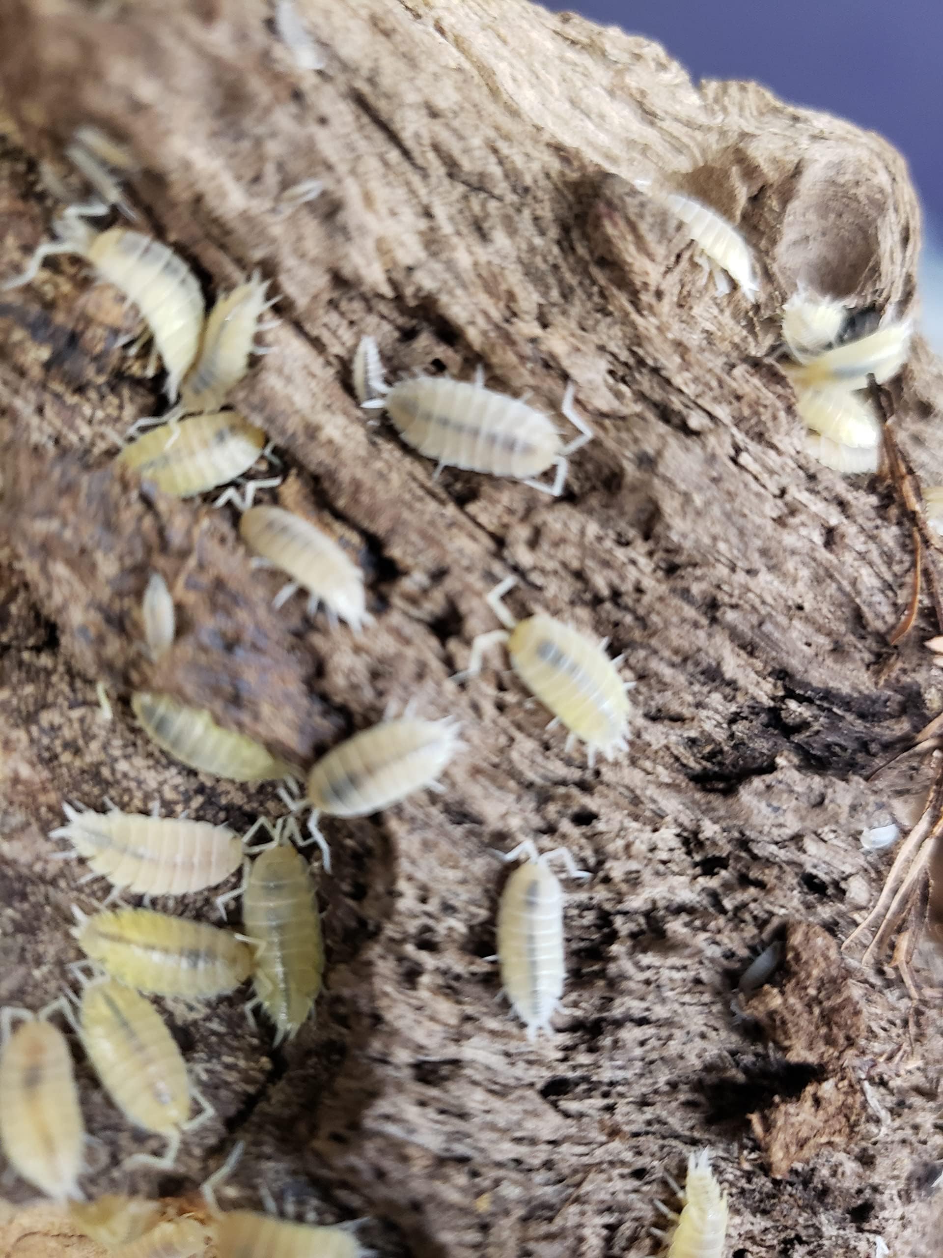 Live Combo Pack Springtail Culture, 10+ Powder Blue, 10+ White Out (Powder White) Isopod Combo Clean up Crew