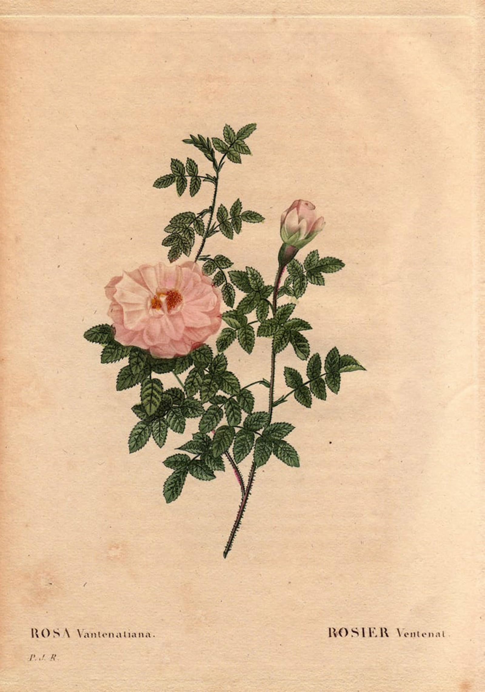Serendipitp No Frame Vintage Picture Print On Canvas Wall Art Poster Rose Ventenat By Pierre Redouté Artwork Print Poster For Wall Decor 60X90cm