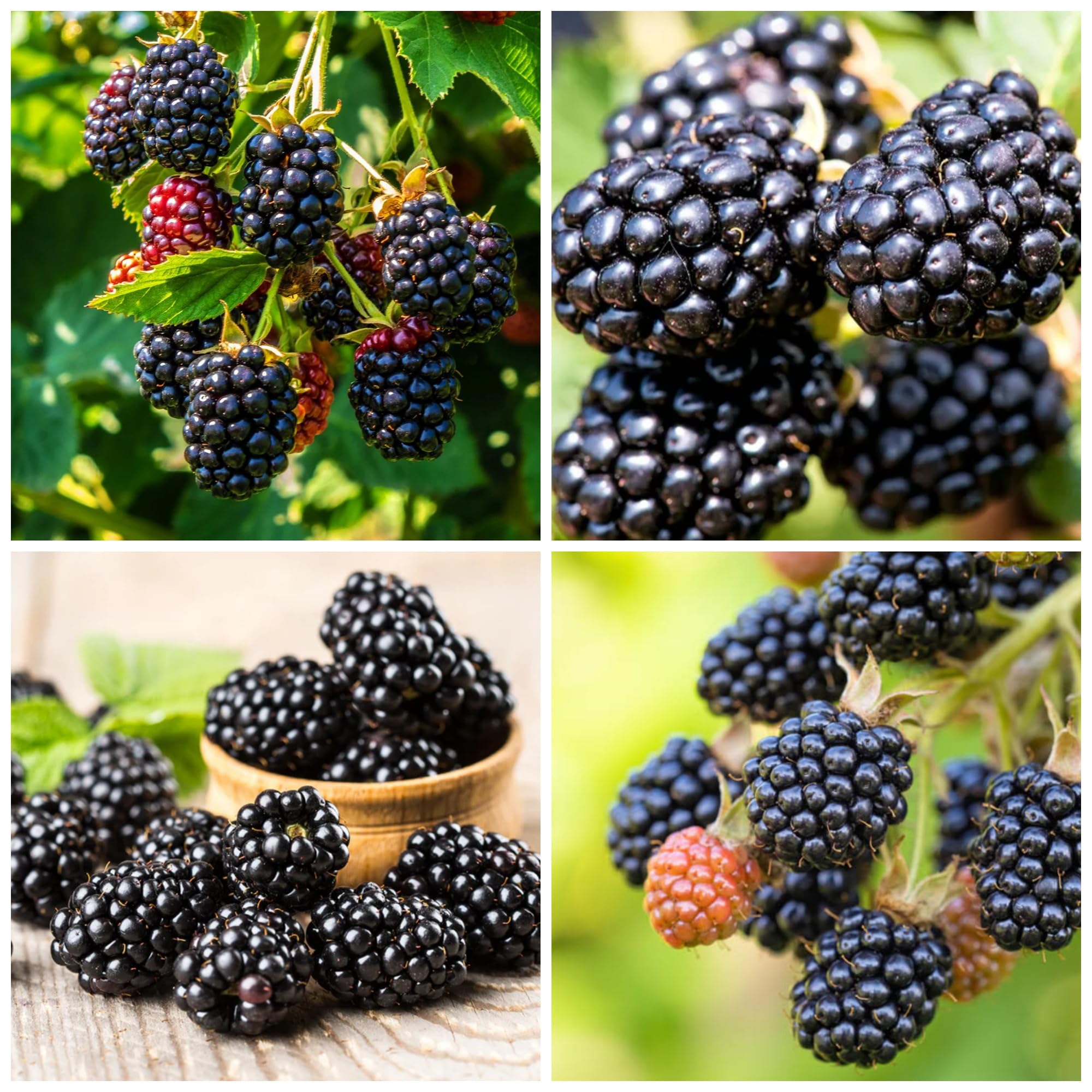Amazon.com : 200+ BlackBerry Seeds for Planting Non-GMO Organic BlackBerry  Seeds for Garden Outdoor - Sweet,Healthy Fruit : Patio, Lawn & Garden