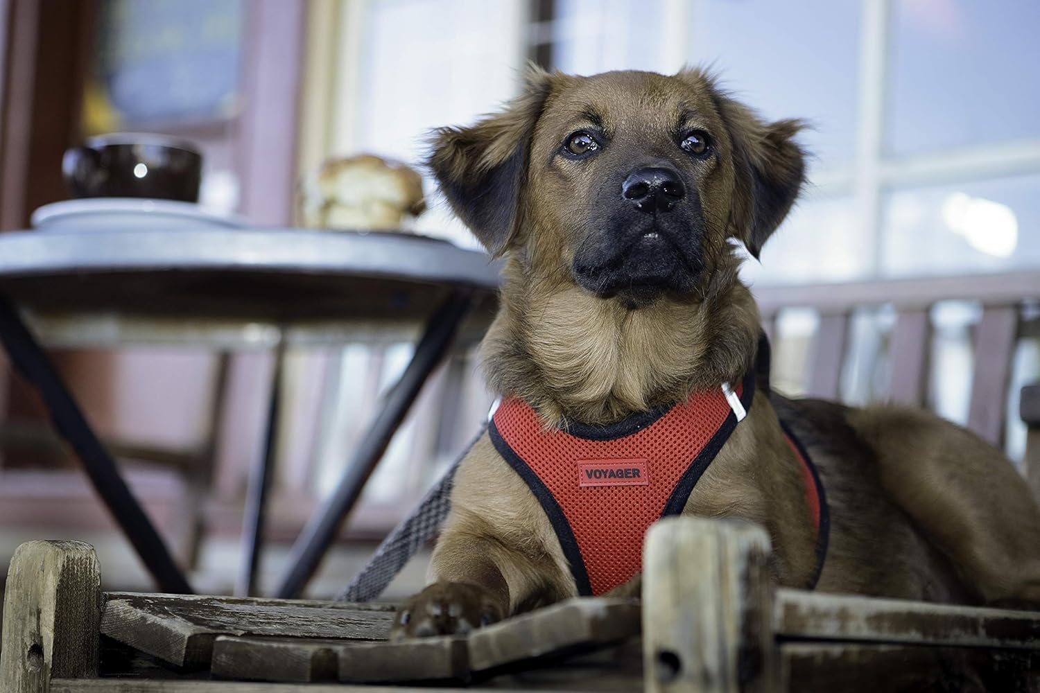 Voyager Step-In Air Dog Harness - All Weather Mesh Step in Vest Harness for Small and Medium Dogs by Best Pet Supplies - Yellow Trim, S