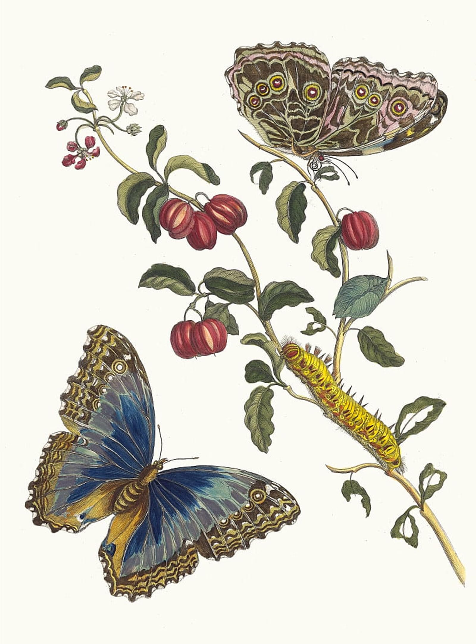 ARTXLXXBN Famous Prints Artwork Pictures Poster Painting Art Cerises D'amerique by Maria Sibylla Merian Artwork Landscape Pictures for Home Decor 60x90cm