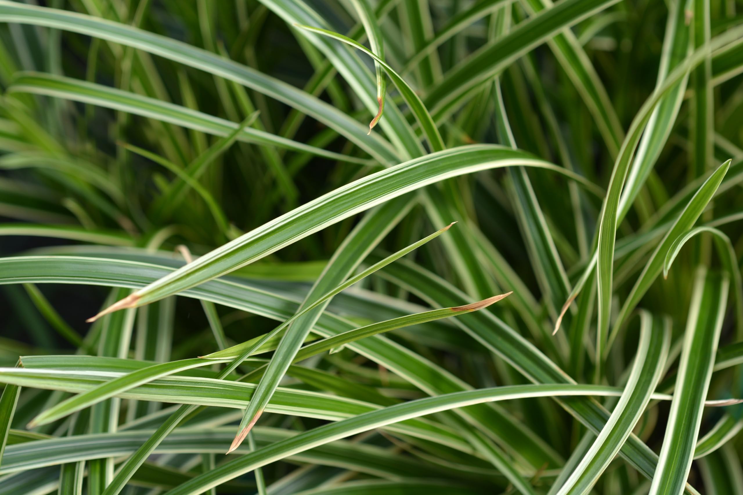 Stauden Gänge 10 x Carex morrowii 'Ice Dance' Bunte Japan Segge winterhart