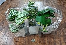 Review Image by AoiMizuno AoiMizuno