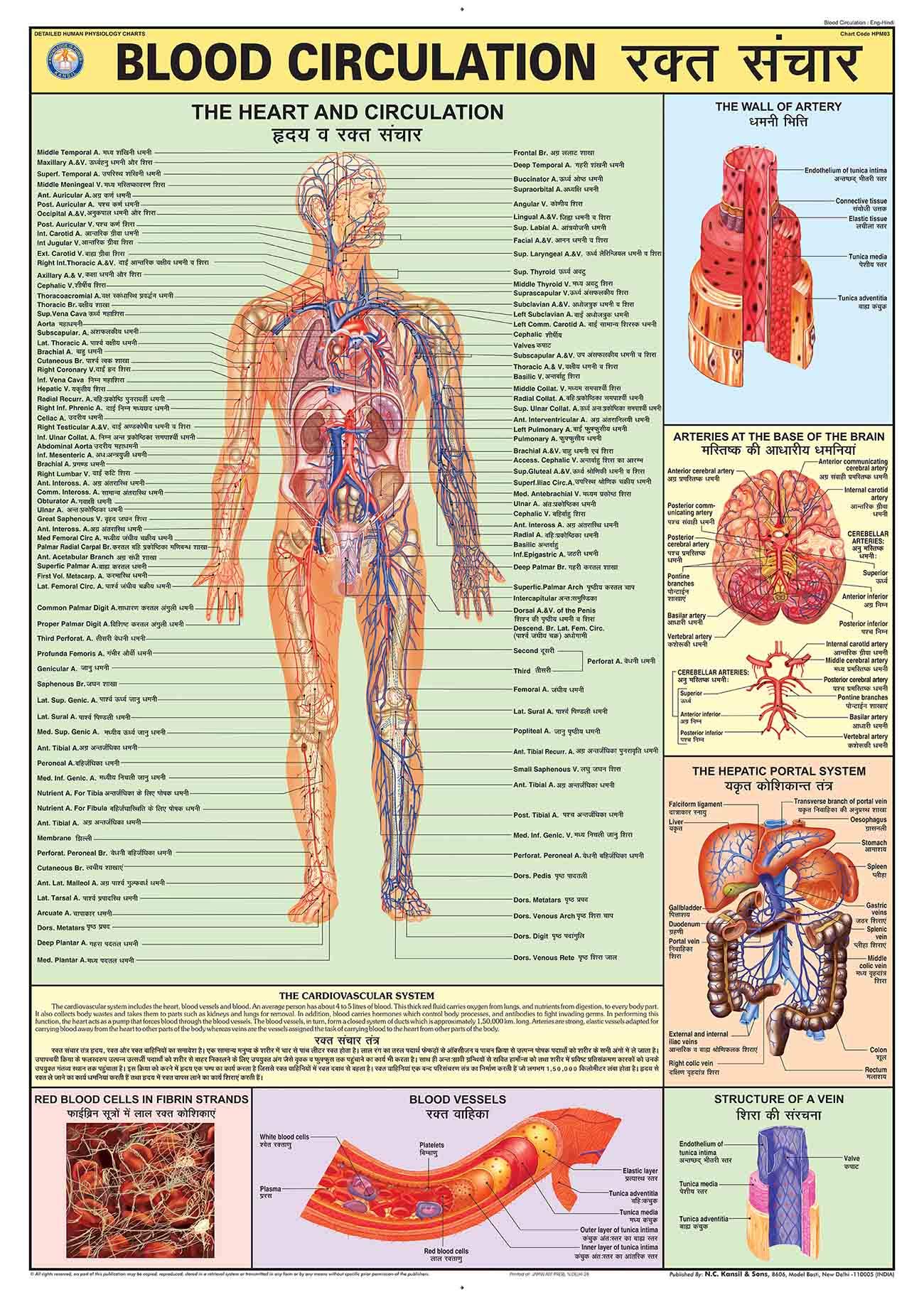 HPM03 | TeachingNest | Blood Circulation Chart 70x100 cm | English & Hindi Combined | Human Physiology Chart | Laminated | Wall Sticking [Wall Chart] teachingnest and Human Physiology Charts Wall Chart – 1 January 2021