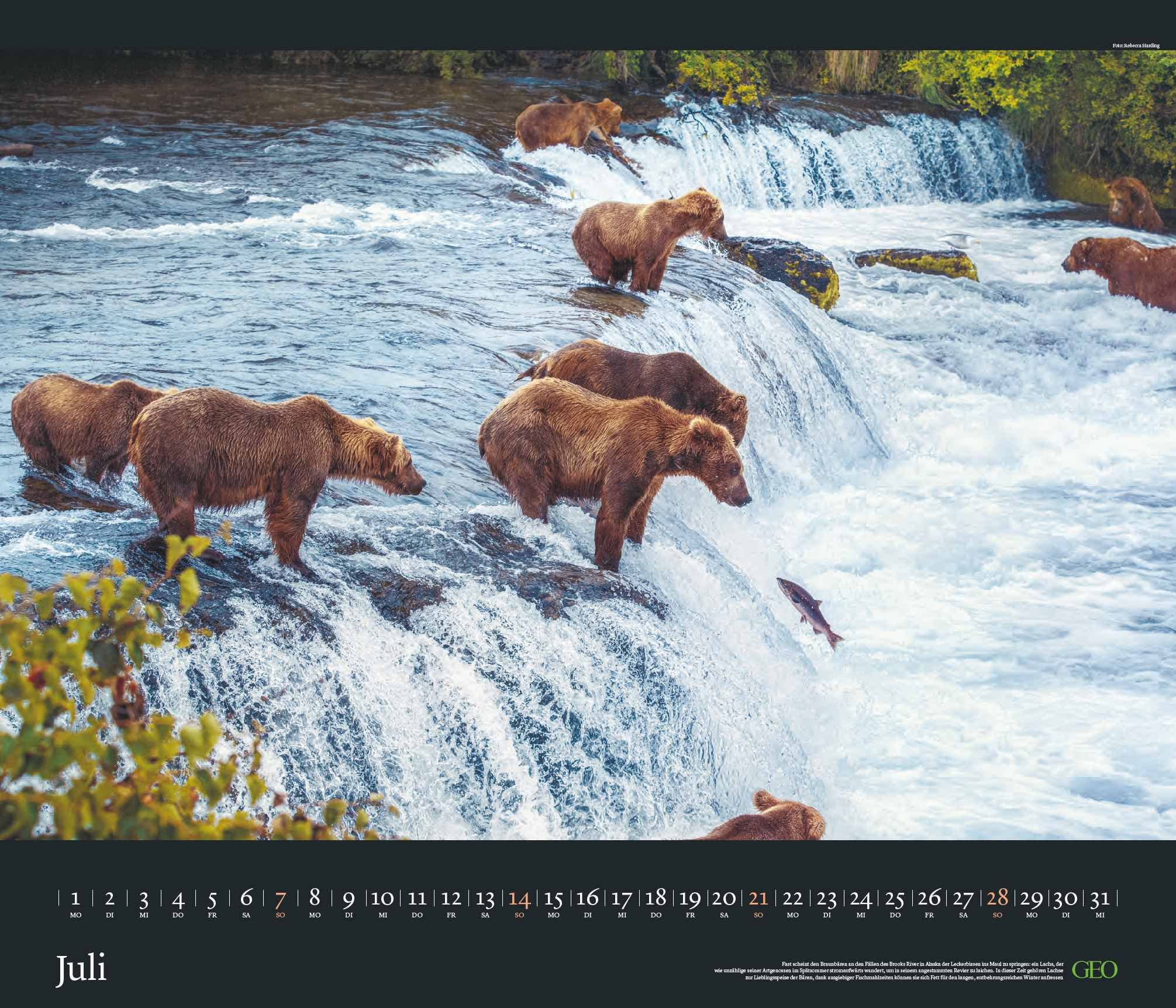 GEO Edition: Tierwelten 2024 - Wand-Kalender - Tier-Kalender - 70x60: Posterkalender, Mittel