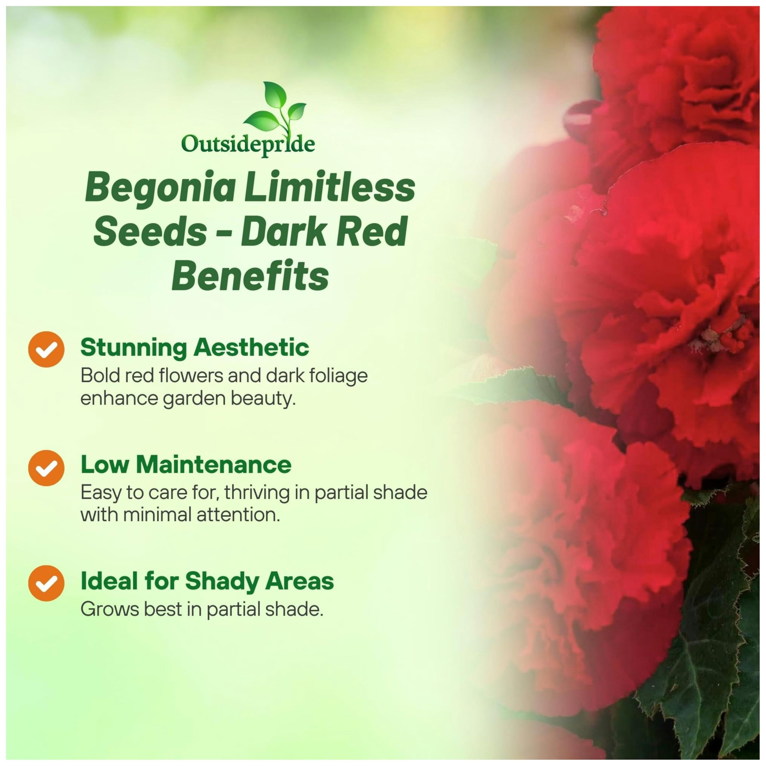 Nonstop Series Begonia Seeds - Deep Rose, Double Blooms For Shade, Compact Plants For Pots & Baskets (~25 Pelleted Seeds)