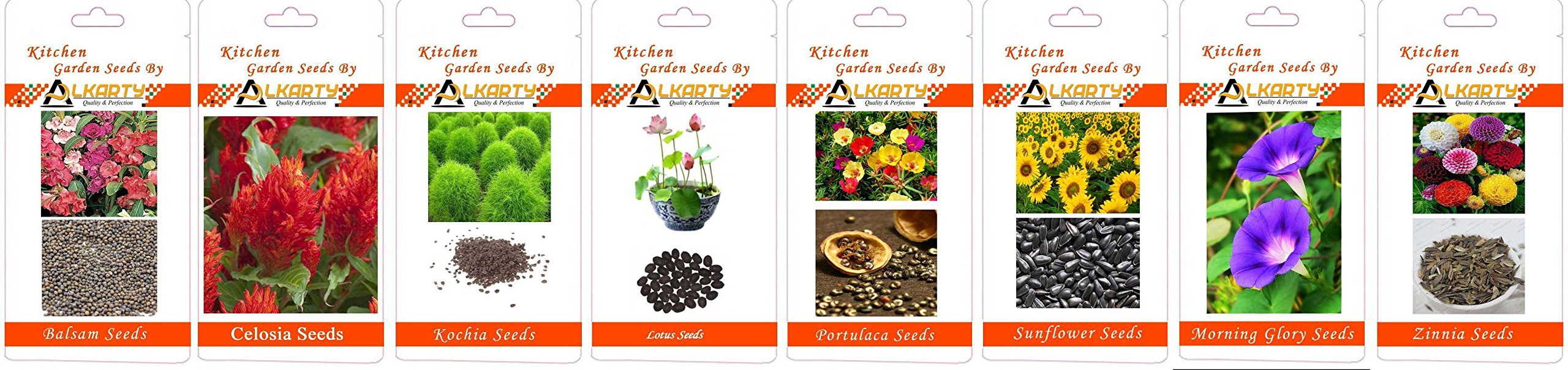 Balsam, Celosia, Kochia, Lotus, Portulaca, Sunflower, Morning Glory, Zinnia Summer Flower Seeds Pack of 20 Each-picture-25