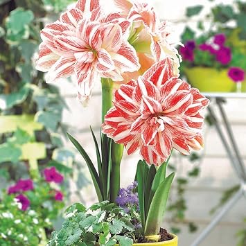 Amaryllis Dancing Queen Bulb Striking Double Red and White Blooms | Premium Outdoor Hippeastrum Variety, Easy-to-Grow Perennial Flower Bulb for Vibrant Summer and Garden Color Displays