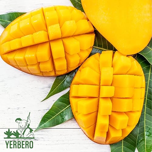 Miniatura 3 de Yerbero - Hoja De Mango Entera (.75 oz - 22 gr) Hojas de mango secas enteras, hoja entera, 100% natural D-Tox - Té de relajación | Más de 20