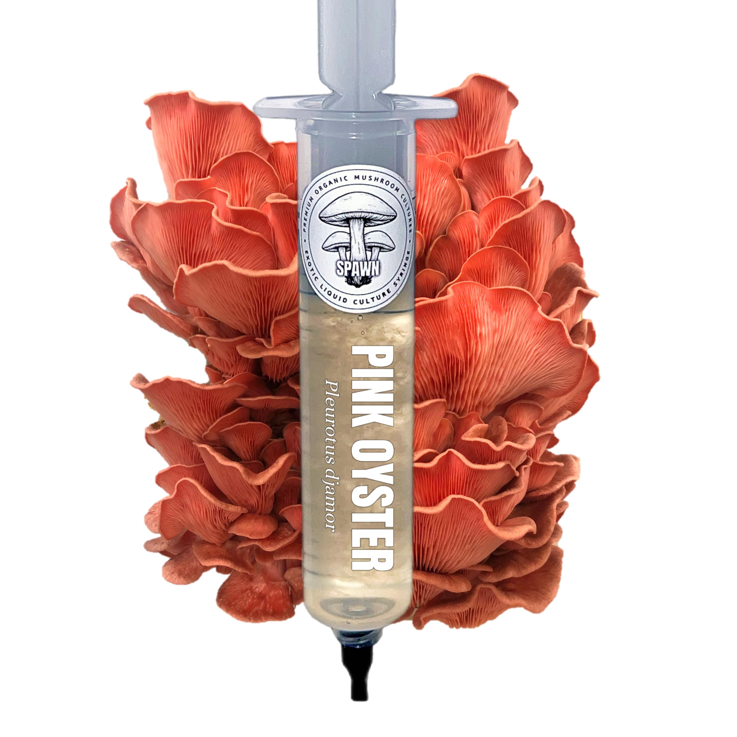 Pink Oyster (Pleurotus djamor) Liquid Culture 20mL | Spawn Mycology