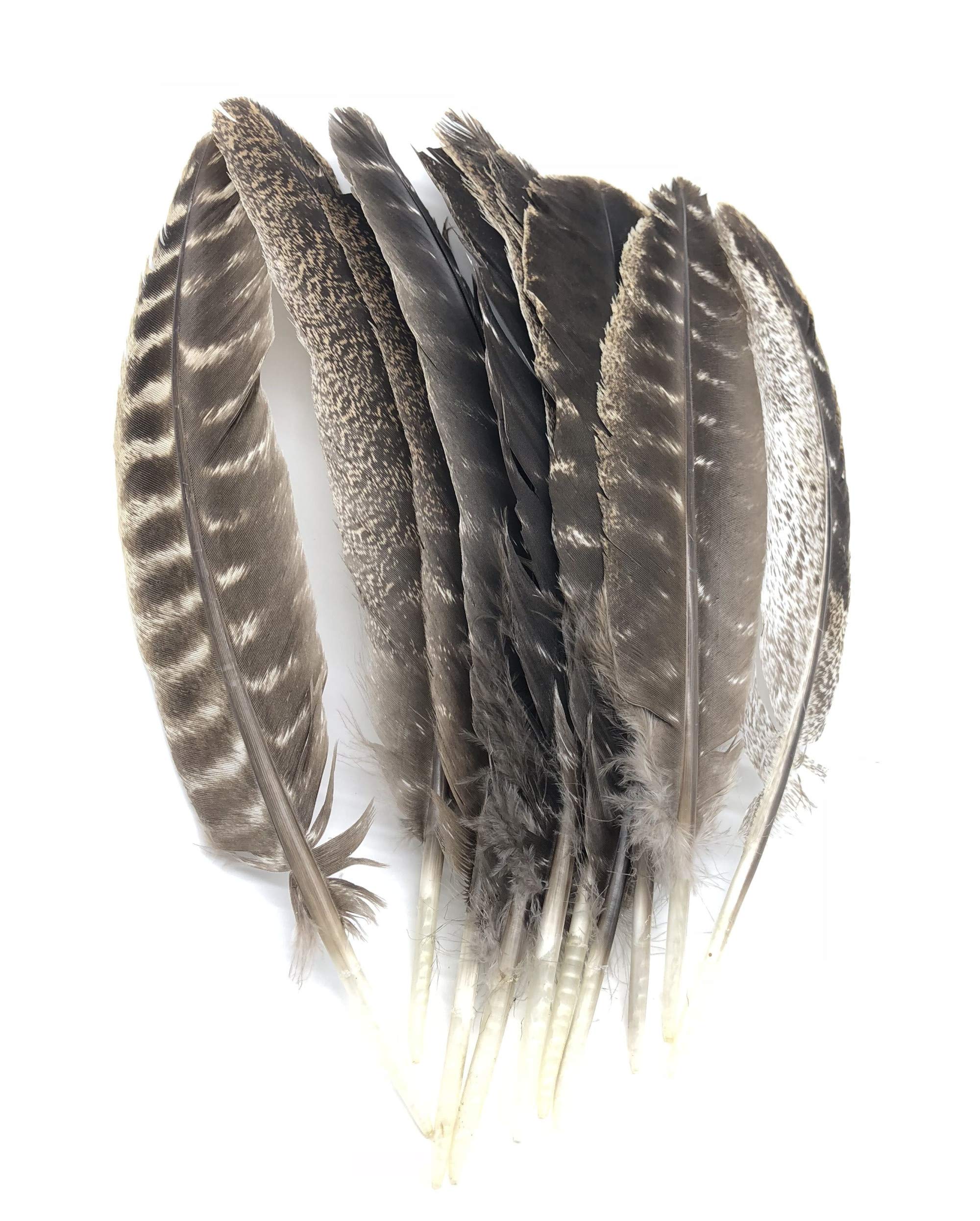 Piume Frecce Tacchino | Confronta Prezzi - Foto 10