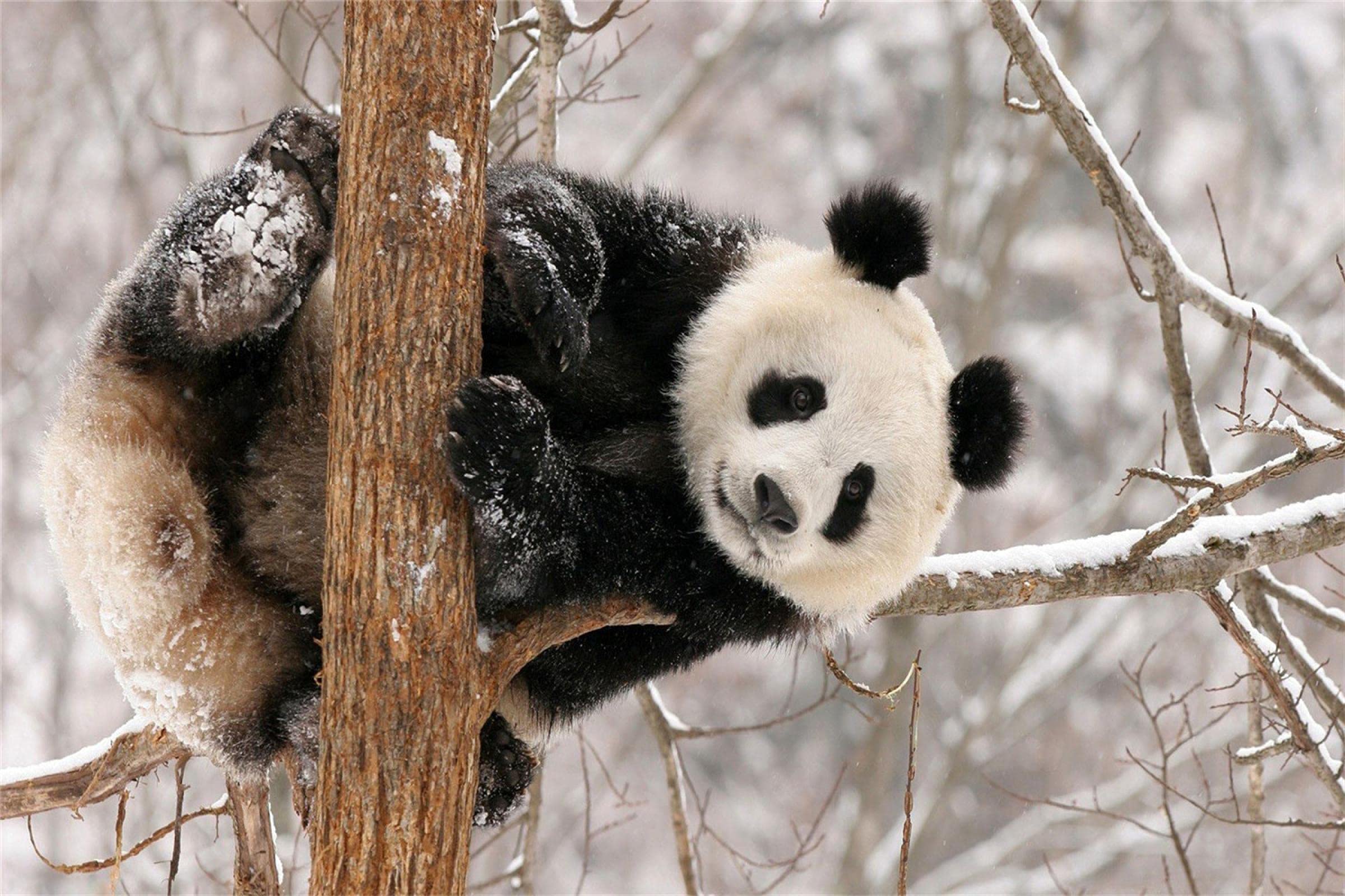 ERUZO 5D Diamond Painting Cross Stitch Panda Winter Snow Diamond Art Crafts, Suitable for Home wall decoration30x40cm