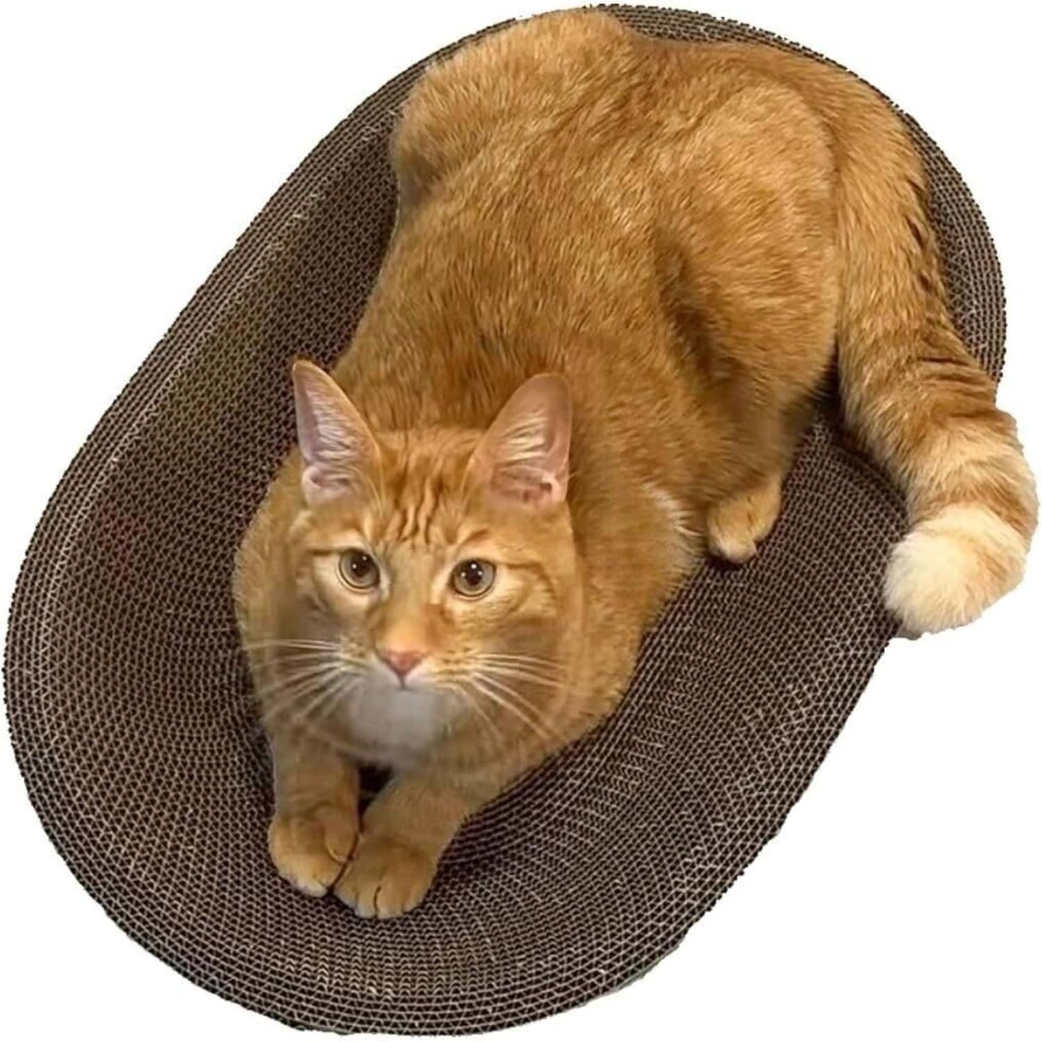 B Kitty Scratcher Cat Bed, Fun for Your Purr-FECT Feline (B-Scratcher Oval Pack x 2)