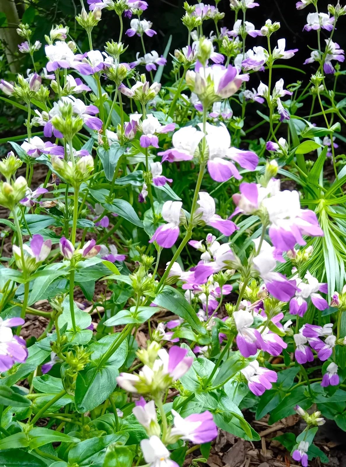 Salvia Greggii - Labbra in ametista per insetti, colore: viola