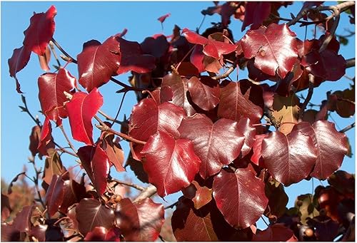 Miniatura 5 de Bradford Pear, Pyrus calleryana, (Callery Pear) 30 semillas de árbol (colores rápidos y otoñales)