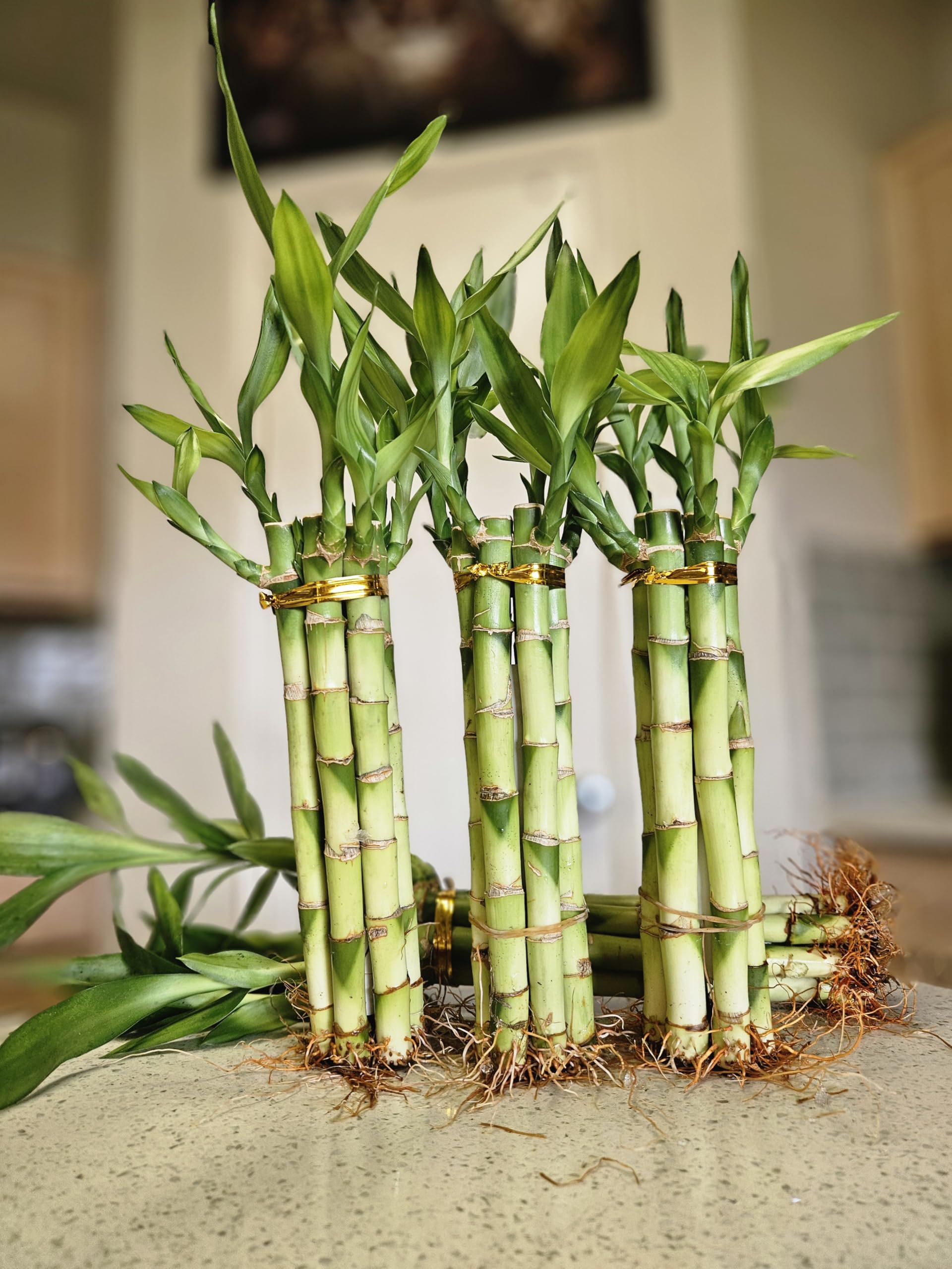 8 inches Lucky Bamboo 6 Healthy Plants, Home Decor, Office Desk, Gift, Feng Shui, Indoor Plant, Bring Good Luck to Your Home, Perennial