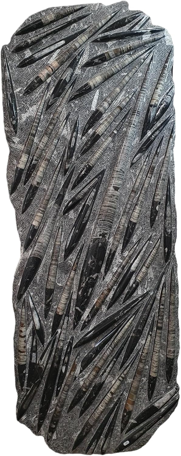 Orthoceras Giant Plate Ammonite Fossil (Fossils) ORT1