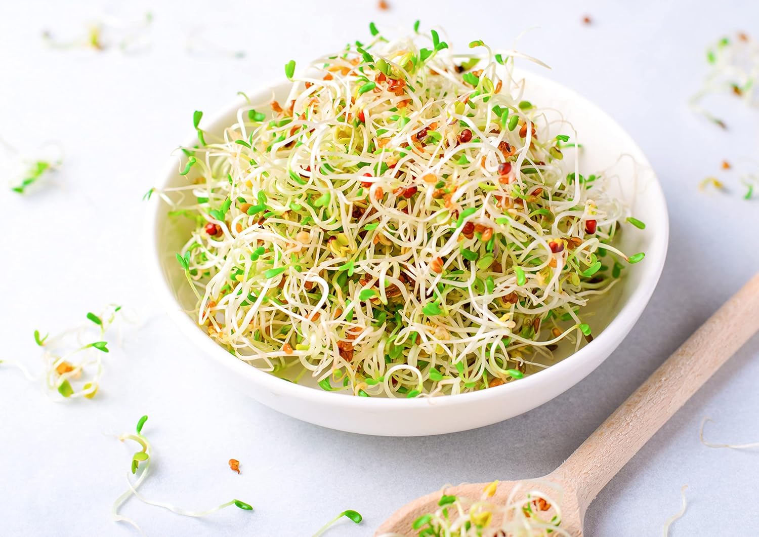 Alfalfa Seeds for Sprouting, 15 Pounds – Edible Seeds, Pure, Vegan, Kosher, Bulk. Rich in Vitamin K, Vitamin C. High Germitation Rate. Grow Sprouts, Microgreens for Salad, Wraps, Sandwiches. : Grocery & Gourmet Food