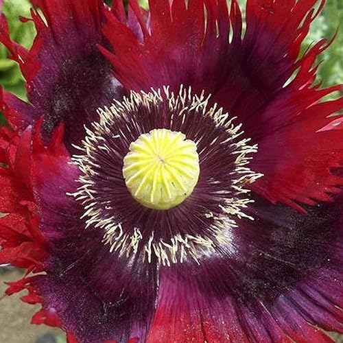 Organic Jimi's Flag Poppy Mix - Paquete de 150 mg ~ 400 Semillas - Orgánico, Polinizado Abierto - Semillas de Jardinería de Flores