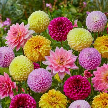 FLORIUM - Dahlia Tubers Grandpack Collection (10 Giant Flower Bulbs) | Exclusive Mix from Holland | Robust Perennial Decorati
