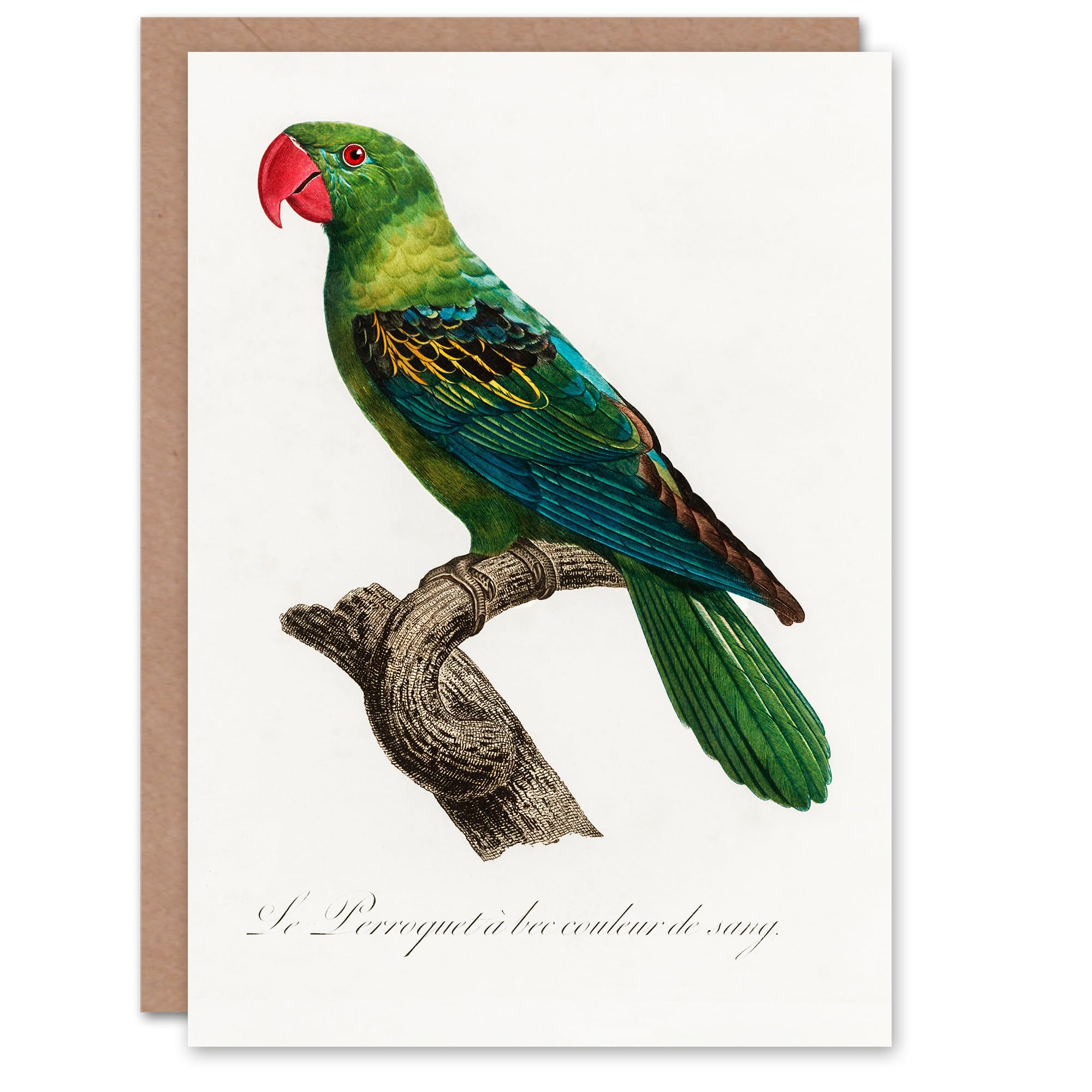 Artery8 - Greeting Card - The Great Billed Parrot - White