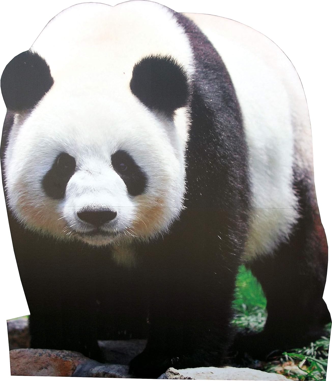 aahs!! Engraving Animal Life Size Cardboard Cutout Stand Up | Standee Picture Poster Photo Print (Panda Bear)