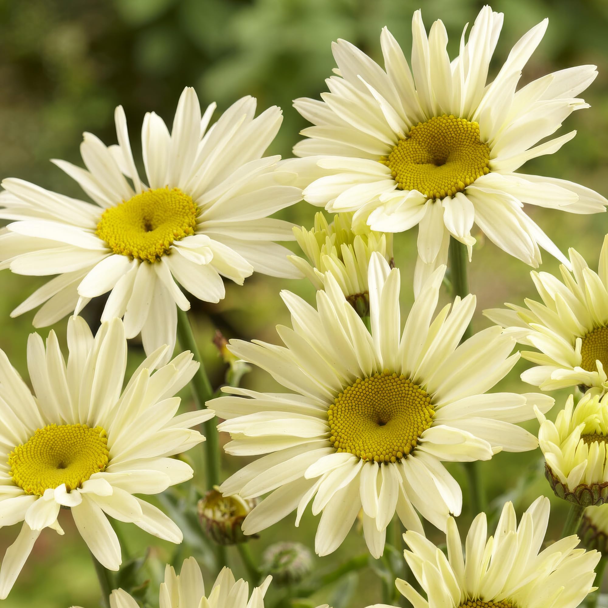 Leucanthemum ‘Banana Cream’ Hardy Flowering Herbaceous Perennial Plant in Pot - Perfect for Outdoor Garden Containers Borders and Patios (2 Litre Pot, 30-50cm)
