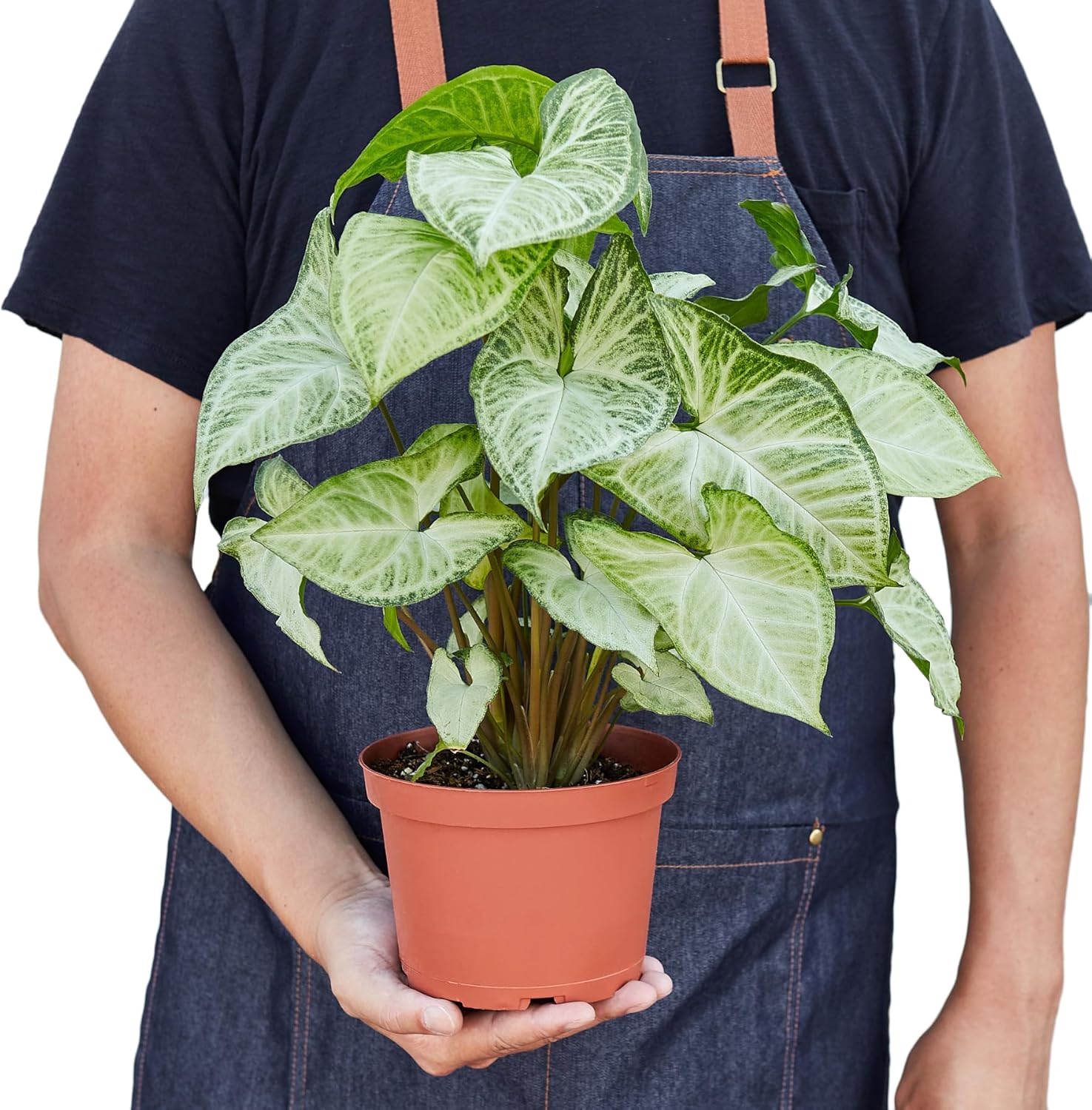 Syngonium White Butterfly | Live Plant for Indoor & Outdoor | for Living Room, Office, Bathroom | (6" Pot)