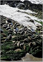 Vista 7 de 3dRose Seals at the Coast at the Carpinteria Harbor Seal Rookery. 11x12 Wash Cloth for Face and Body