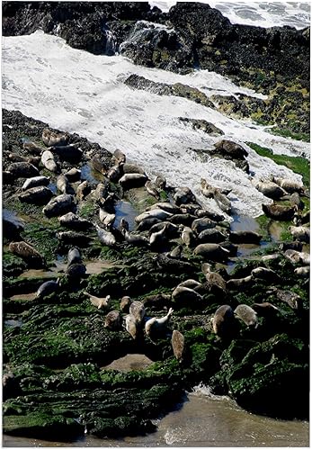 3dRose Toalla de mano 15x22 - Seals at The Coast at The Carpinteria Harbor Seal Rookery. Diseños - Animal