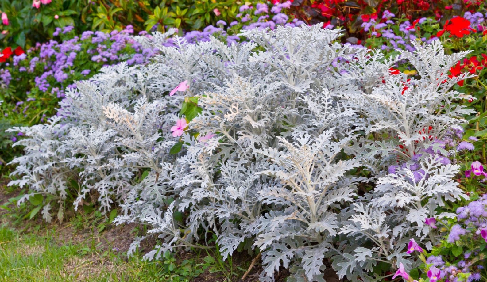 POWERS TO FLOWERS - CINERARIA MARITTIMA, 10 PIANTE, VASO 11CM DIAMETRO, piante vere