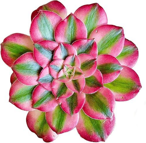 FWPP Succulents Plants Live Echeveria Perle von Nürnberg,Mini Succulents Red 3 inches Mini Succulents,Bare Root Without Pot,Succulent Plant Live