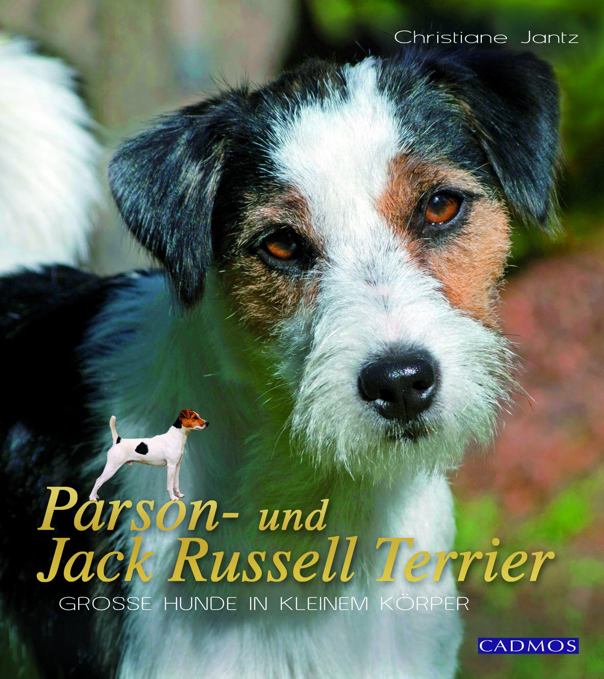 Parson- und Jack Russell Terrier: Small Dogs with Kuwait Ubuy