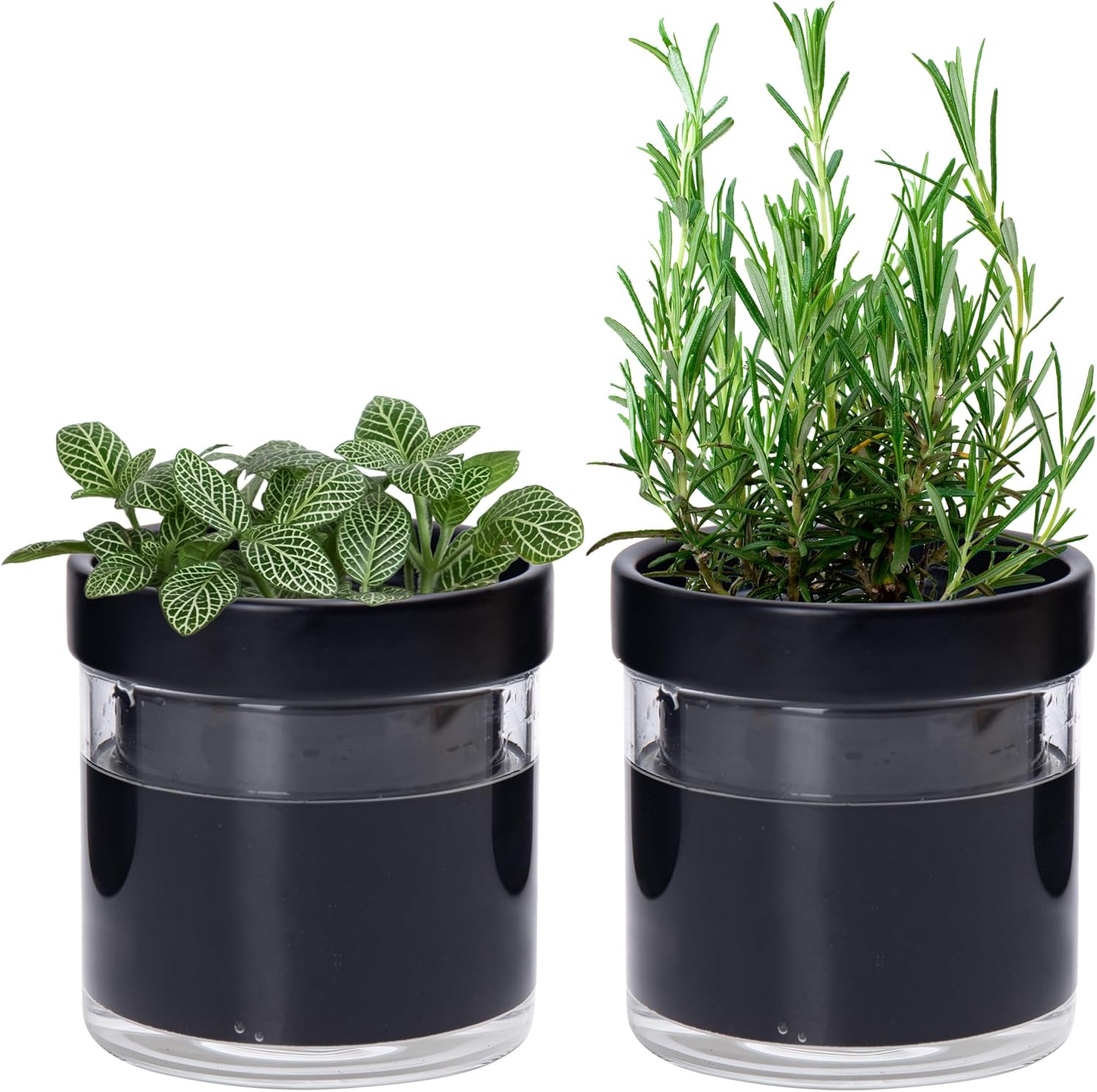 Phoenix Vine 4 Inch Self Watering Planter Pot, Black Terracotta Clay Pot with Glass Reservoir for Indoor Plants, Herbs, Flowers, Set of 2, 52-C-E-2