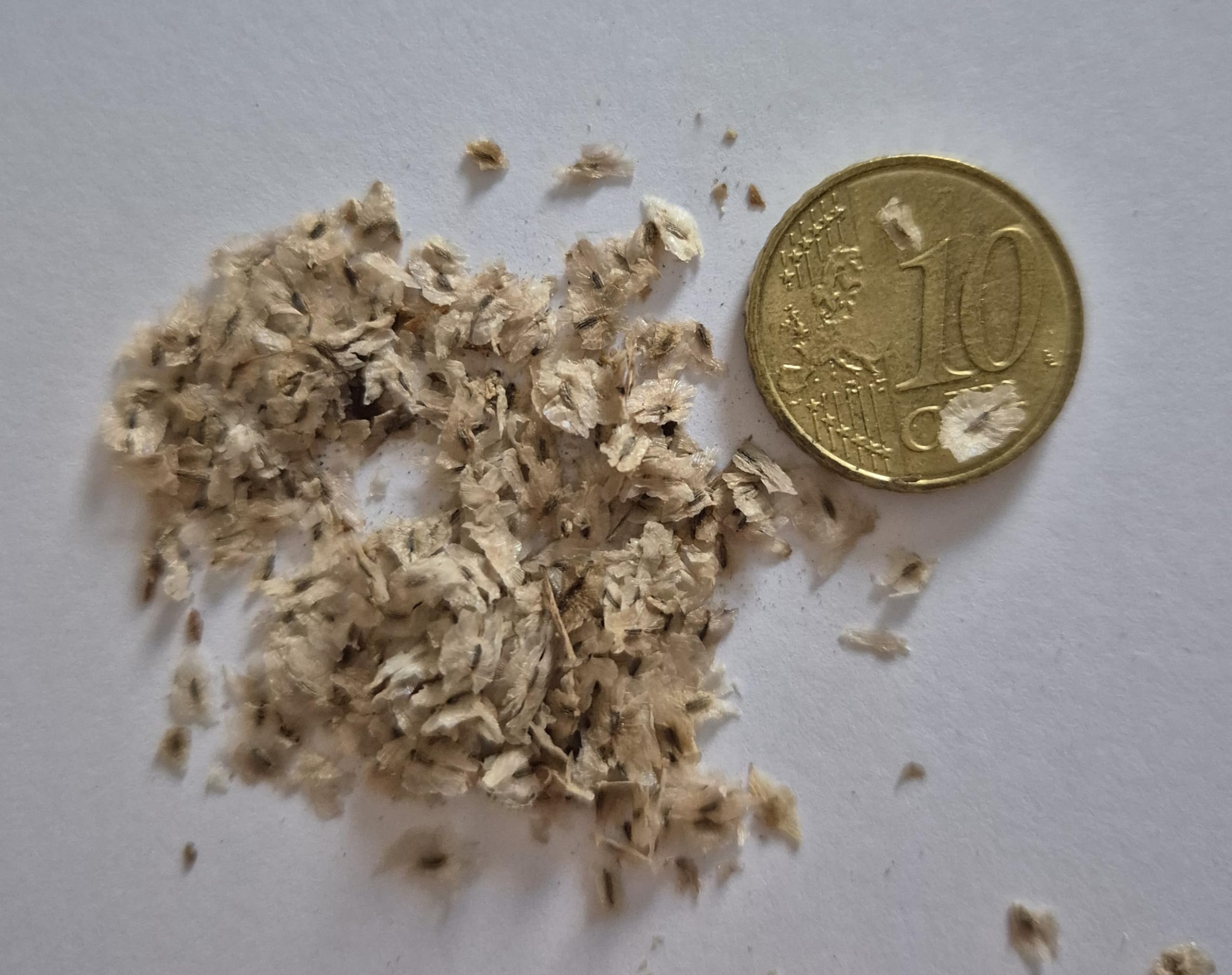 Lot de 5000 graines de paulownia Elongata, Kiri, Cylownia, à croissance rapide, résistante à l'hiver