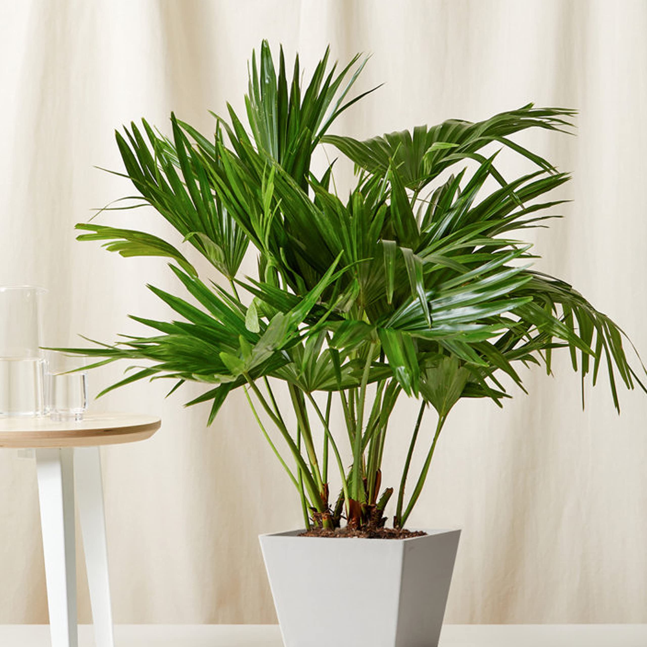 Go4plants Rare Chinese Palm Tree - Fan palm plant (B0BG3DYWV2) Amazon Price History, Amazon Price Tracker