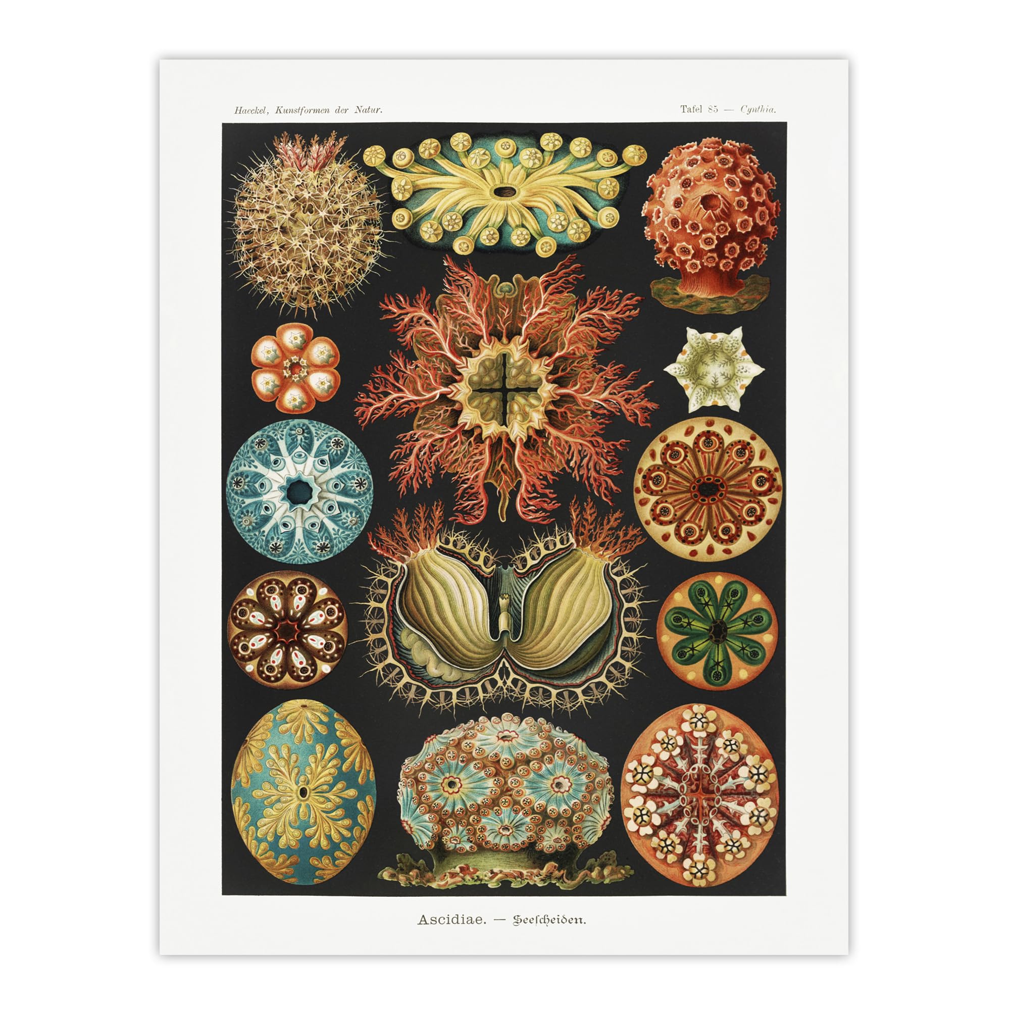 Artery8 Ascidiae Colourful Marine Life Unframed Wall Art Print Poster 12X16 Artwork By Haeckel : Colourful Sea Life Artwork Perfect For Hallway Or Bedroom Adding Vibrant Pattern And Natural Elegance