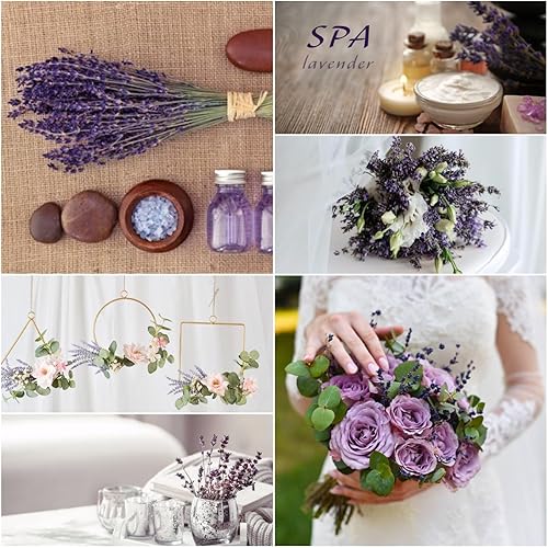 Miniatura 5 de Paquete de 300 flores de lavanda secas conservadas, ramo de lavanda seca púrpura natural de 15 a 17 pulgadas para manualidades, ducha, deshierbe del