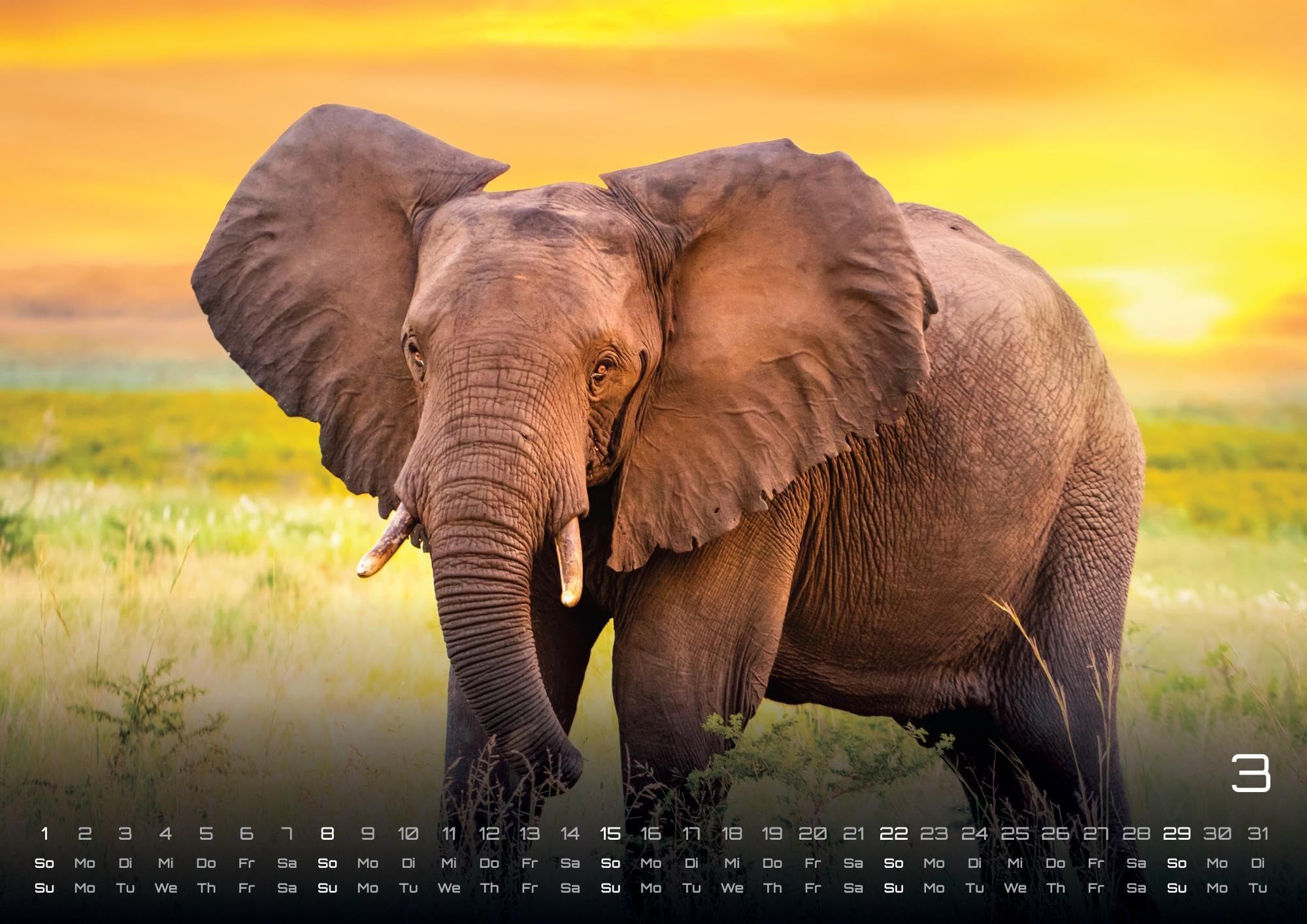 Afrikas Tierwelt - Der Tierkalender - 2026 - Kalender DIN A2: Der Wandkalender mit den schönsten Motiven Afrikas Tierwelt für das Jahr 2026 im extragroßen Format DIN A2 (ca. 60 x 42 cm)!