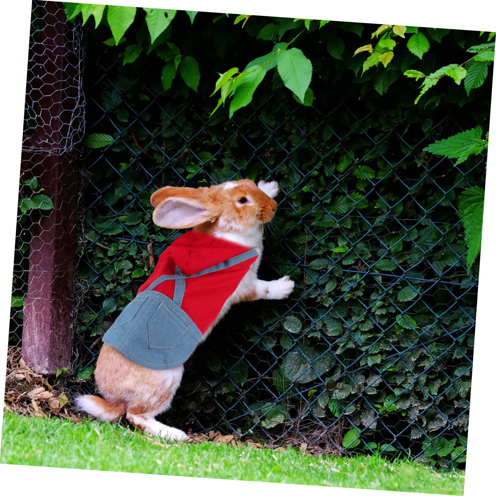 COLLBATH Adorable Rabbit Leash Set Dutch Rabbit Costume Pet Decorative Clothing Pulling Rope Comfortable Chest Strap