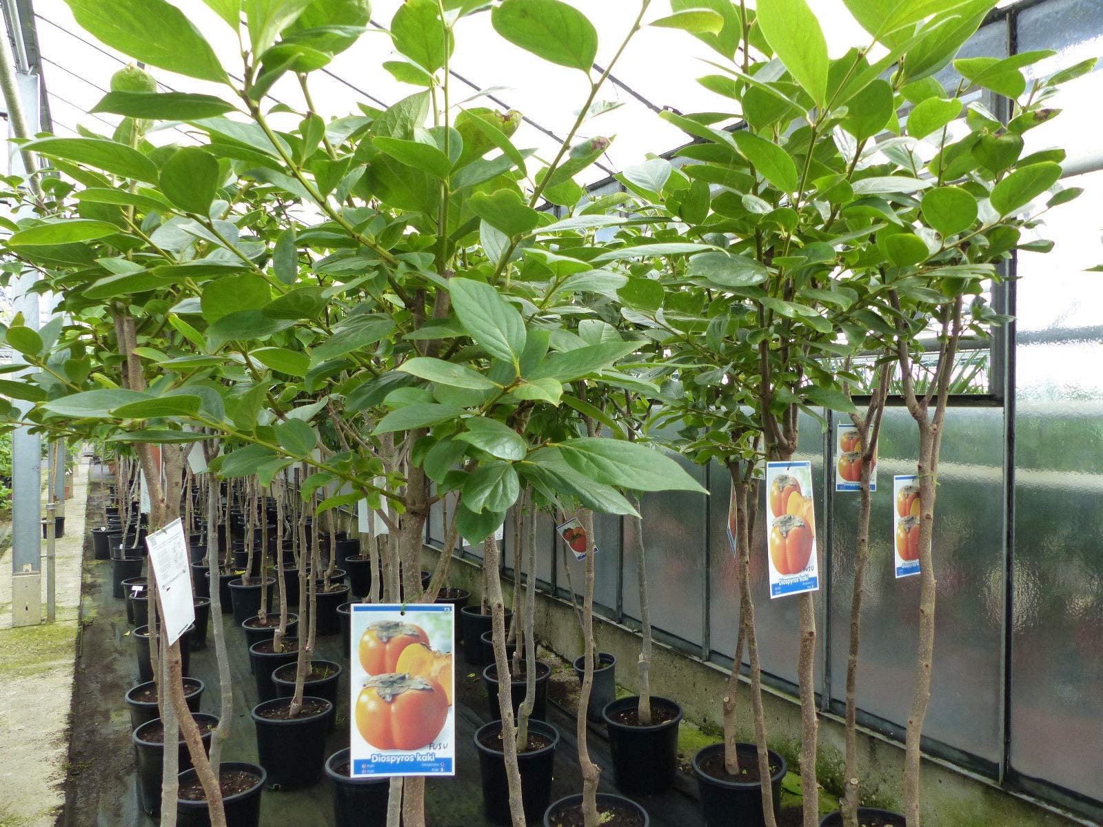 Kaki Baum 160-180 cm Sorte 'Rojo Brilliante' Kakipflaume