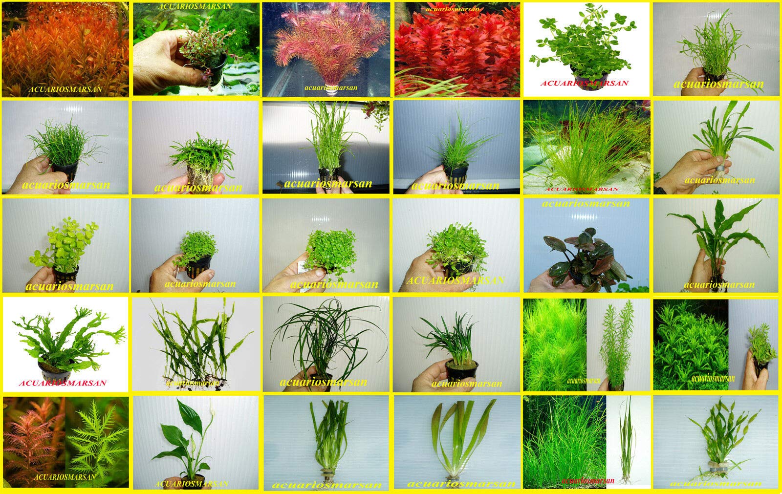 Desconocido ACUARIOS MARSAN Plantas DE Acuario Hay Muchas Especies para Escoger Y Solo PAGUE UN GASTO DE Envio (AMBULIA SESSILIFLORA-5 Tallos)