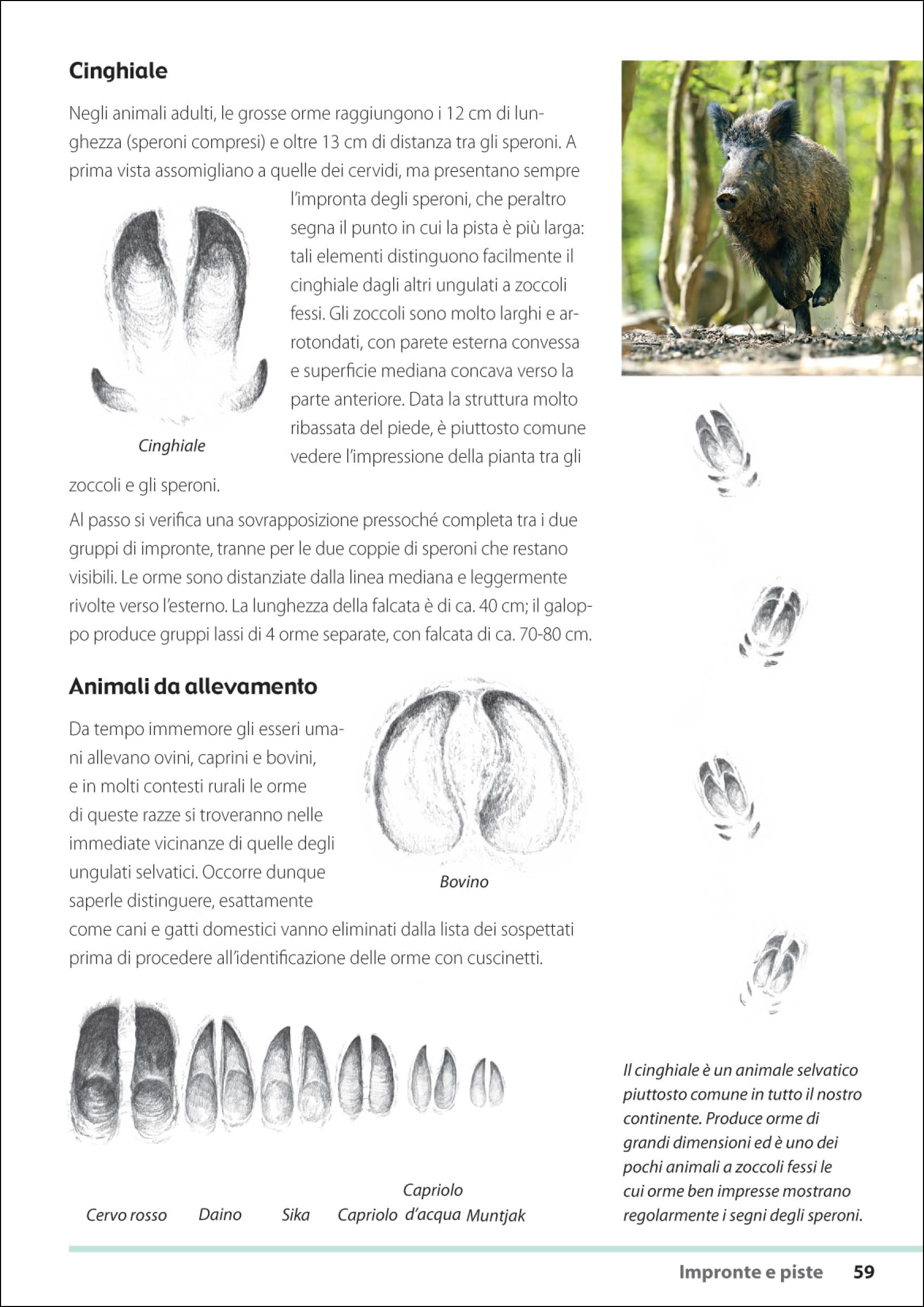 Tracce e segni degli animali. Ediz. illustrata